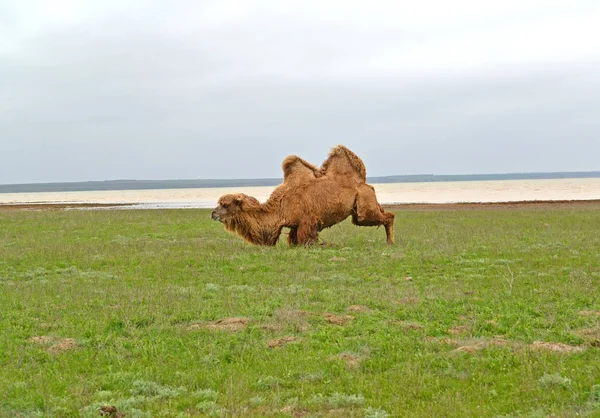 Il cammello a due gobbe sale sulle zampe posteriori. Costa del lago Manych-Gudilo, Kalmykia — Foto Stock