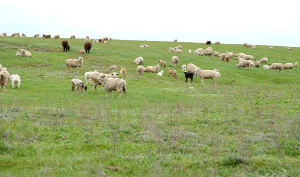 春の草原で羊の群れが放牧されます。カルムイク共和国 — ストック写真