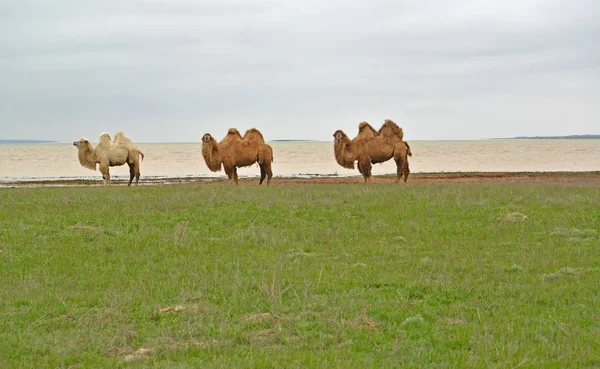 Domestic two-humped camels of the Kalmyk breed stand on the coast of the lake Manych-Gudilo. Kalmykia — Stock Photo, Image