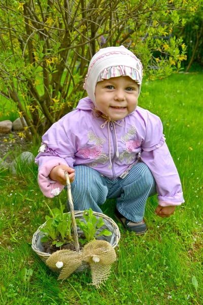 A menina segura na mão uma cesta com a planta cultivada de sementes de margarida — Fotografia de Stock