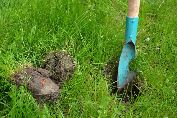 Excavation of a hole in soil for landing of seedling of flowers — Stock Photo, Image