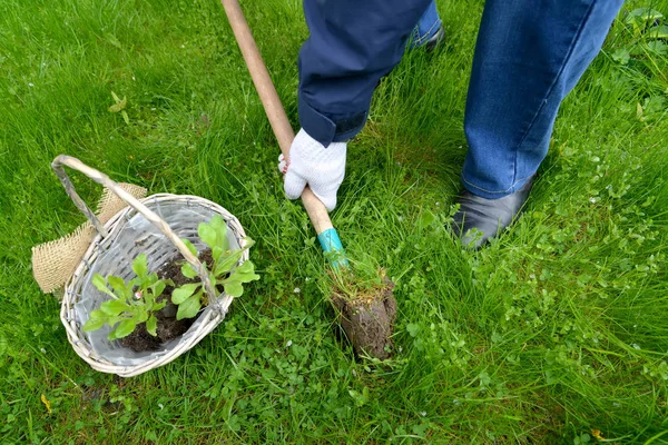 人挖掘出来的这片空地一朵菊花苗栽植坑 — 图库照片