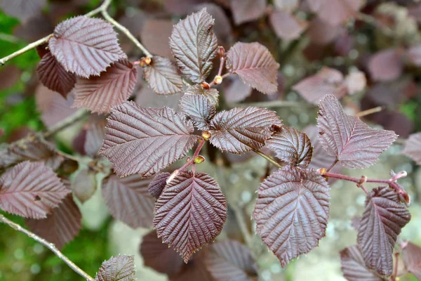 Noisette commune, forme pourpre (Corylus avellana (L.) H.Karst.) f. Purpurea), feuilles de printemps — Photo