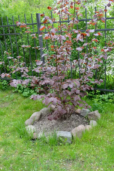 Hazel común, forma púrpura (Corylus avellana (L.) H.Karst.) f. Purpurea), un arbusto en un jardín — Foto de Stock