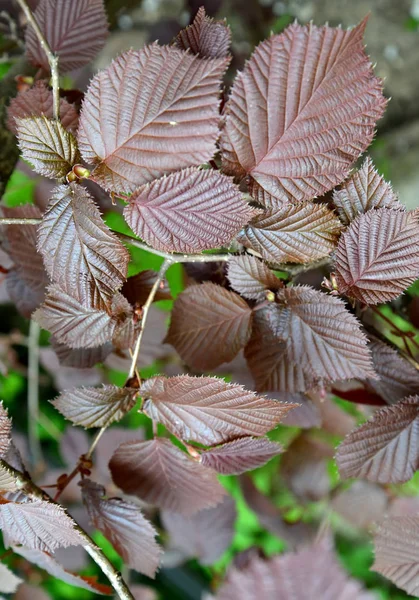 Společné hazel, vzniku fialových (Corylus avellana (L.) H.Karst. f. Purpurea), ponechává zblízka — Stock fotografie