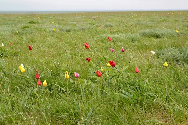 De bloeiende Shrenk tulpen in de lente-steppe. Kalmukkië — Stockfoto