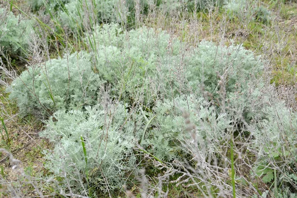 Osztrák üröm (Artemisia austriaca Jacq.), a fiatal növények-t — Stock Fotó