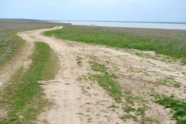 El camino de tierra a lo largo de la orilla del río Manych. Kalmykia. — Foto de Stock