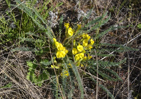 Kwitnąca astragat dlinnolepestkovy (Astragalus longipetalus Ch — Zdjęcie stockowe