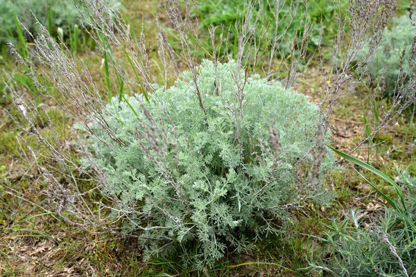 Młode rośliny piołun austriackiej (Artemisia austriaca Jacq.) — Zdjęcie stockowe