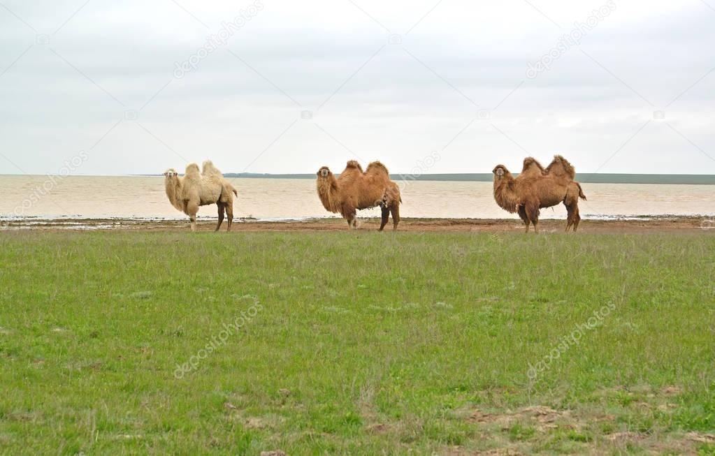 Domestic two-humped camels stand on the coast of the lake Manych-Gudilo. Kalmykia