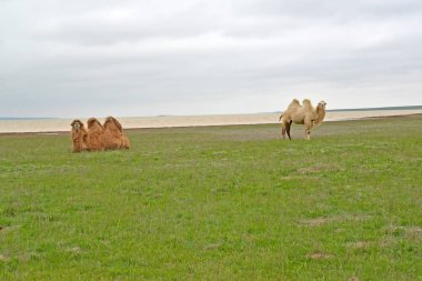 İki-devesi bahar bozkır içinde göl Manych-Gudilo yakasında sıyırdı. Kalmıkya