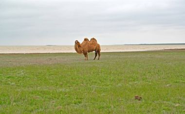 İki seviştiği deve ücreti banka lake Manych-Gudilo. Kalmıkya