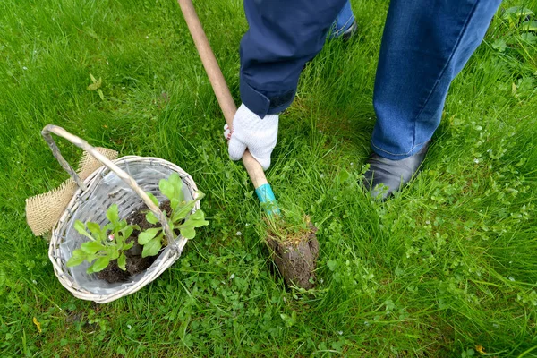 The man digs out a hole for planting of seedling of a daisy to the open ground — Stock Photo, Image