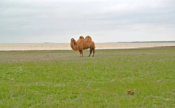 Il cammello a due gobbe costa sulla riva del lago Manych-Gudilo. Kalmykia — Foto Stock