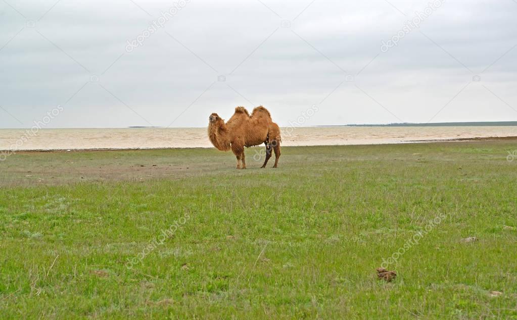 The two-humped camel costs on the bank of the lake Manych-Gudilo. Kalmykia
