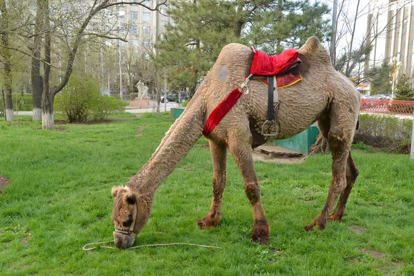 ELISTA, RUSSIA - 18 APRILE 2017: Il cammello a due gobbe sotto una sella per guidare di turisti è sfiorato su un prato inglese — Foto Stock