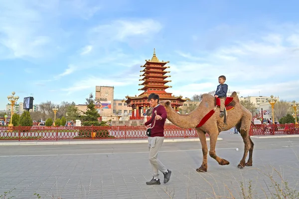 ELISTA, RÚSSIA - 18 de abril de 2017: O homem rola o menino em um camelo de duas corcundas na Lenin Square — Fotografia de Stock