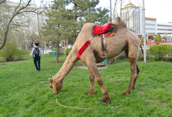 ELISTA, RUSSIA - 18 APRILE 2017: Il cammello a due gobbe per la guida dei turisti viene sfiorato su un prato — Foto Stock