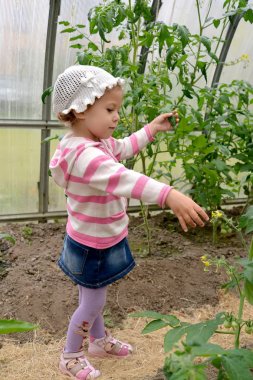 Üç-yıl-yaşlı kız sera domates dikkate alır.