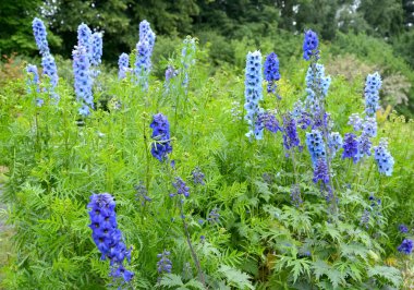 Delphinium yüksek (Delphinium elatum L. farklı sınıflarda çiçek açması bitkiler