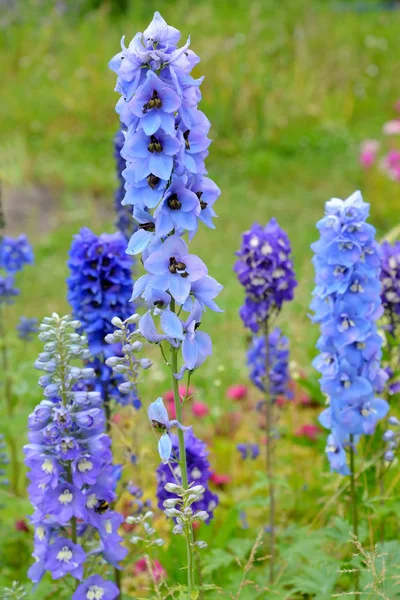 Inflorescências de um delphinium alto (Delphinium elatum L.) graus diferentes — Fotografia de Stock