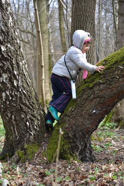 Το κοριτσάκι που clambers σε ένα μεγάλο δέντρο στο ξύλο την άνοιξη — Φωτογραφία Αρχείου