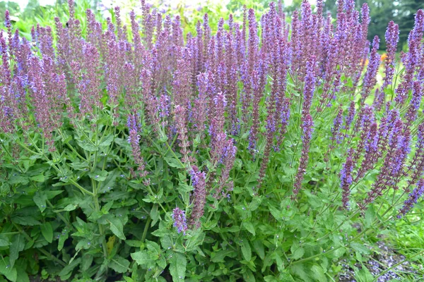 Sauge nemorose (Salvia nemorosa L.), grade Ostfriesland. Vue d'habitude — Photo