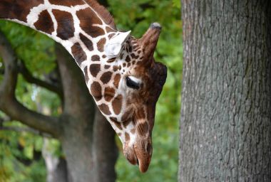 Bir zürafa mesh (zürafa zürafa reticulata Linnaeus) asılı kafa ile portresi. Yan görünüm