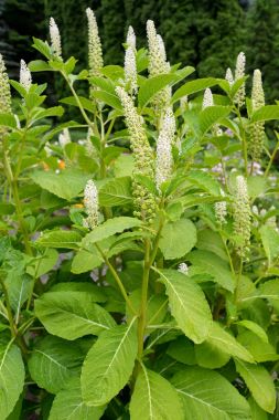 Fitolakka berry (drupaceous) (Phytolacca acinosa Roxb.), branche