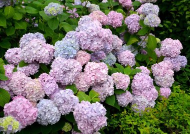 Bush, bol çiçek açması ortanca (Hydrangea L.) 