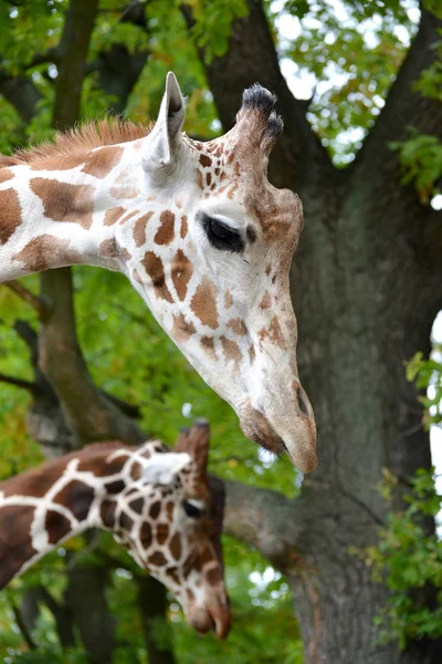 Zwei Netzgiraffen (Giraffa camelopardalis reticulata linnaeus), Porträt im Profil — Stockfoto