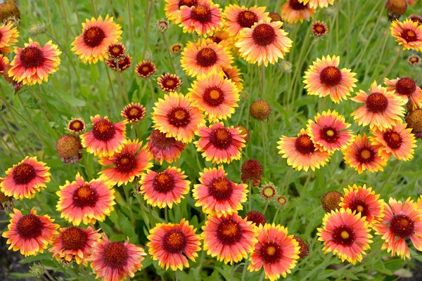 Flores de um gayllardiya de híbrido (Gaillardia x hybrida ) — Fotografia de Stock