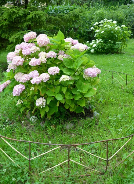 Bush de l'hortensia florissante (Hydrangea L.) pousse dans une garde — Photo