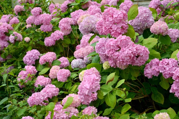 Hydrangea bush (Hydrangea L.) с розовыми цветами — стоковое фото