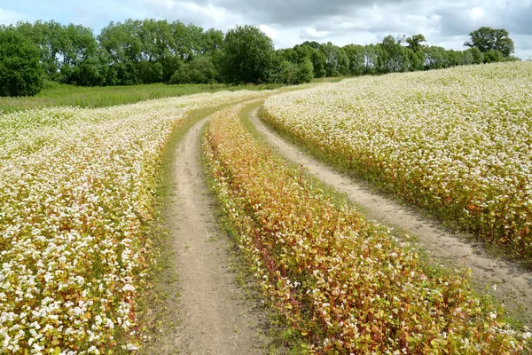 Der Feldweg im blühenden Buchweizenfeld. Sommerlandschaft — Stockfoto