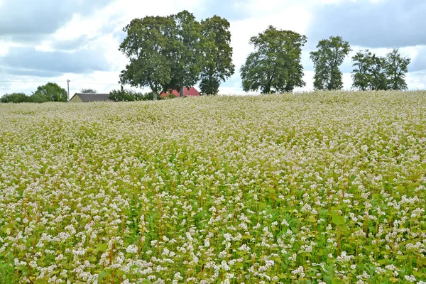 Le champ de sarrasin dans la région de Kaliningrad — Photo