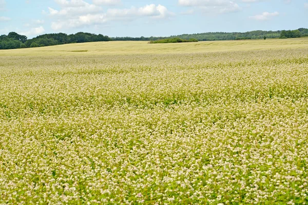 Stora fält av den blommande bovete. Kaliningradområdet — Stockfoto