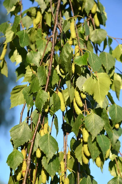Birchweeping (warty) (Betula pendula Roth). Branches with green  earrings and leaves — Stock Photo, Image