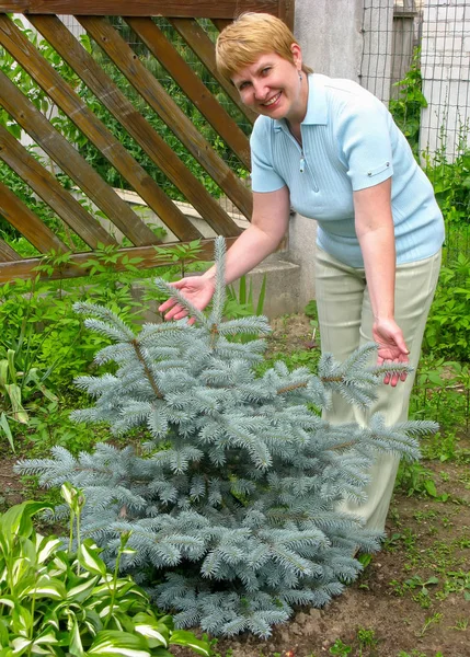 The woman of average years shows a young blue Canadian spruce in a garden — Stock Photo, Image