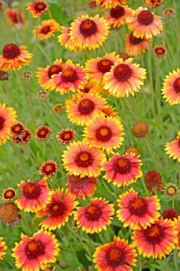 Çiçek açması gayllardiya hibrid (Gaillardia x hybrida)