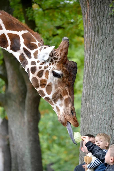 Kaliningrad, Ryssland - 01 oktober 2016: Barn matar en giraff maskstorlek (Giraffa camelopardalis reticulata Linnaeus) i en djurpark — Stockfoto