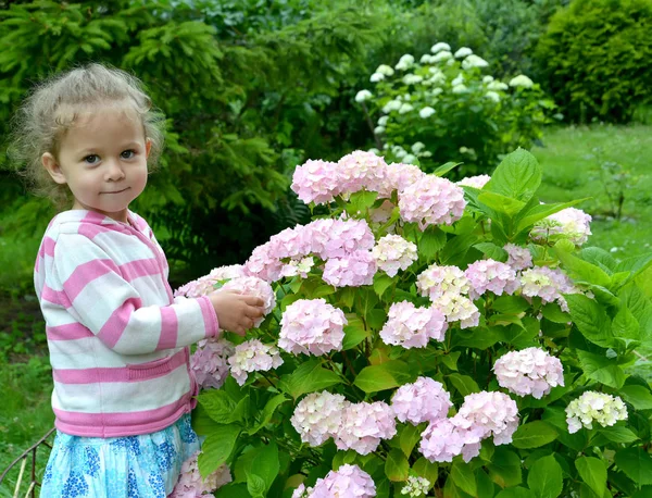 La jeune fille de trois ans se tient près d'un buisson de l'hyd florissant — Photo