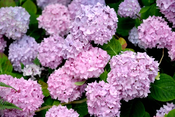 Rosa blomställningar av en hortensia (Hydrangea L.) Närbild — Stockfoto