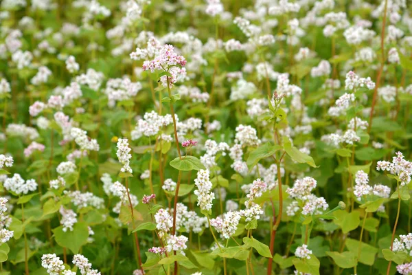 Den blommande bovete sådd (Fagopyrum esculentum Moench), en — Stockfoto