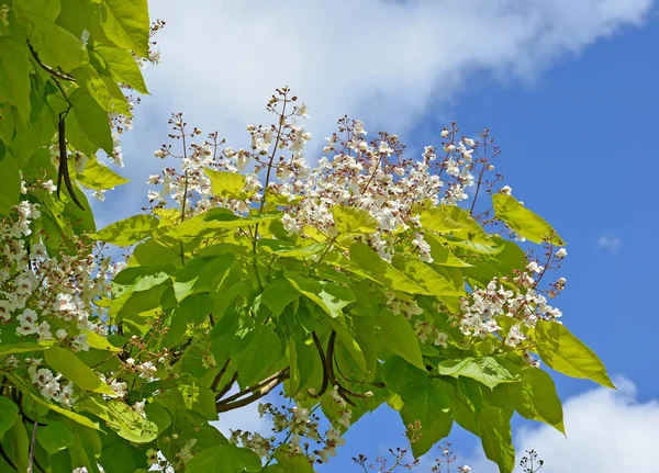 Bloeiwijzen van een catalpa van bignoniyevidny (Catalpa bignonioi — Stockfoto