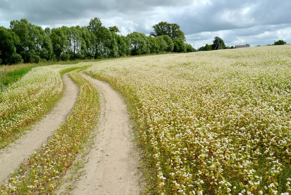 El torcido camino de campo en el floreciente campo de trigo sarraceno. Summe — Foto de Stock