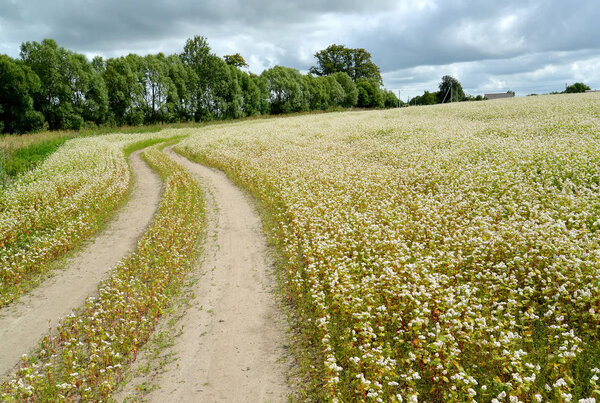 The twisting field road in the blossoming buckwheat field. Summe