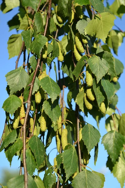 Birch drooping (warty) (Betula pendula Roth). Branches with gree — Stock Photo, Image