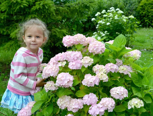 La petite fille se tient près d'un buisson de l'hortensia florissante — Photo